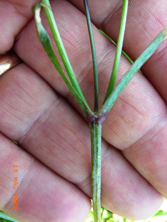 Cariophillacea? - Silene flos-cuculi